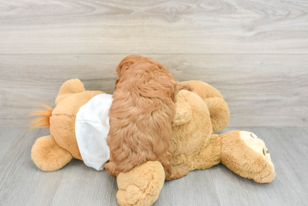 Cute Mini Goldendoodle Baby