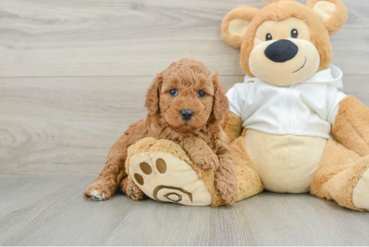 Best Mini Goldendoodle Baby