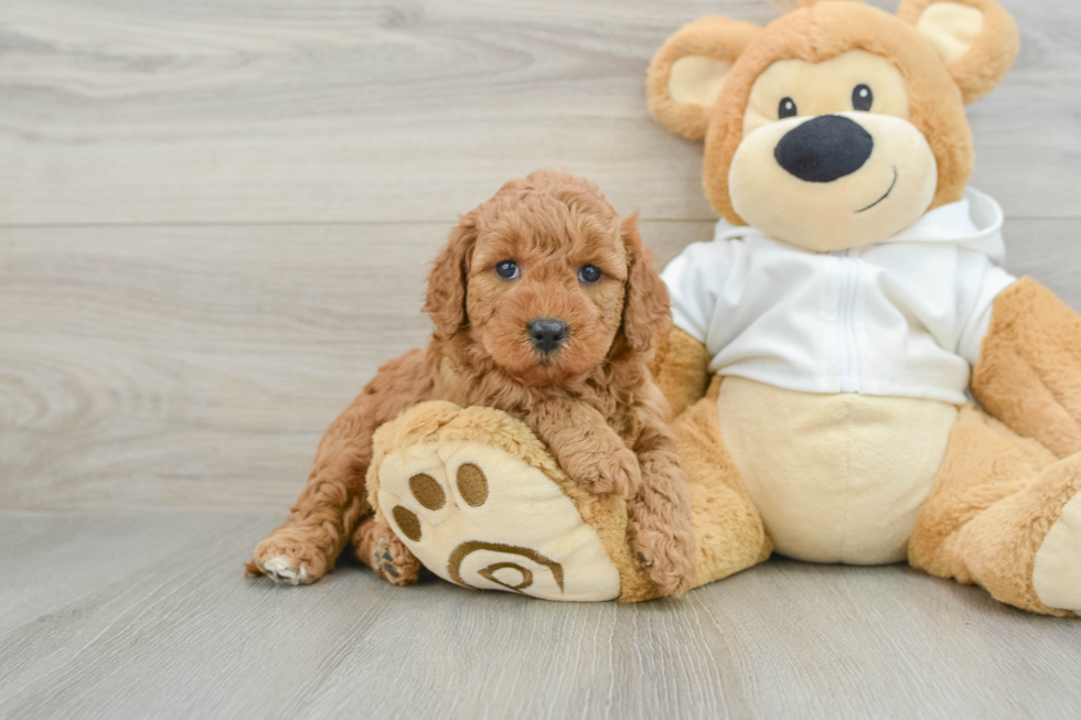Best Mini Goldendoodle Baby