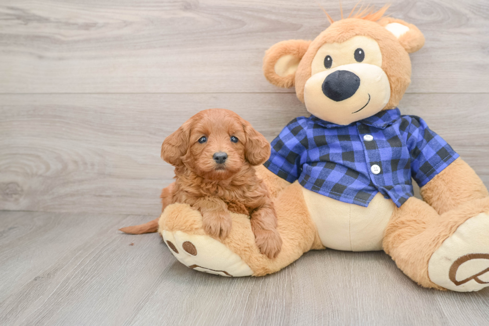 Mini Goldendoodle Pup Being Cute
