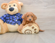 7 week old Mini Goldendoodle Puppy For Sale - Premier Pups