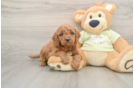 Popular Mini Goldendoodle Poodle Mix Pup