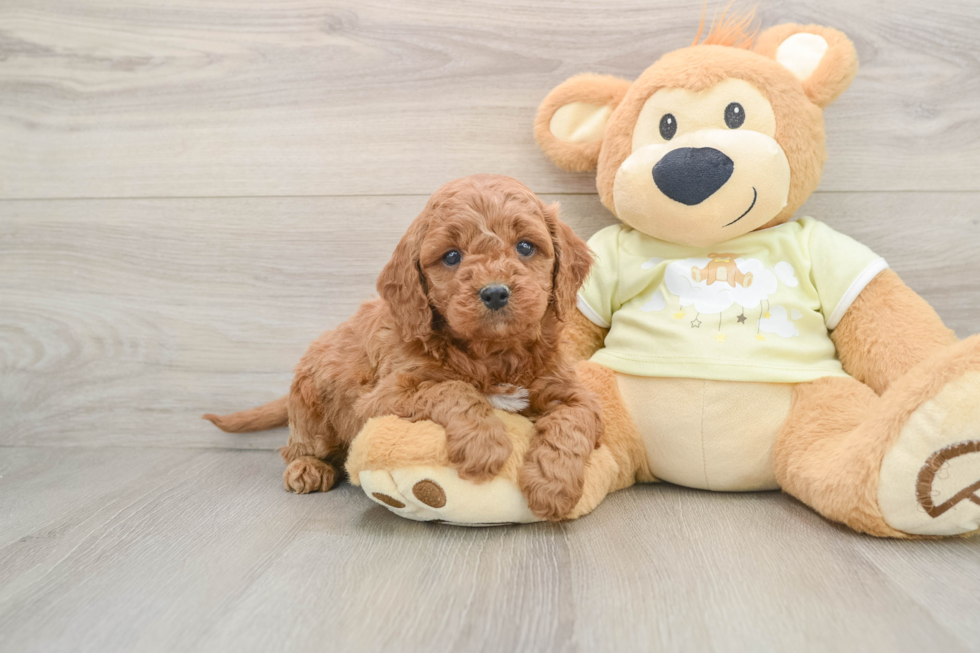 Popular Mini Goldendoodle Poodle Mix Pup