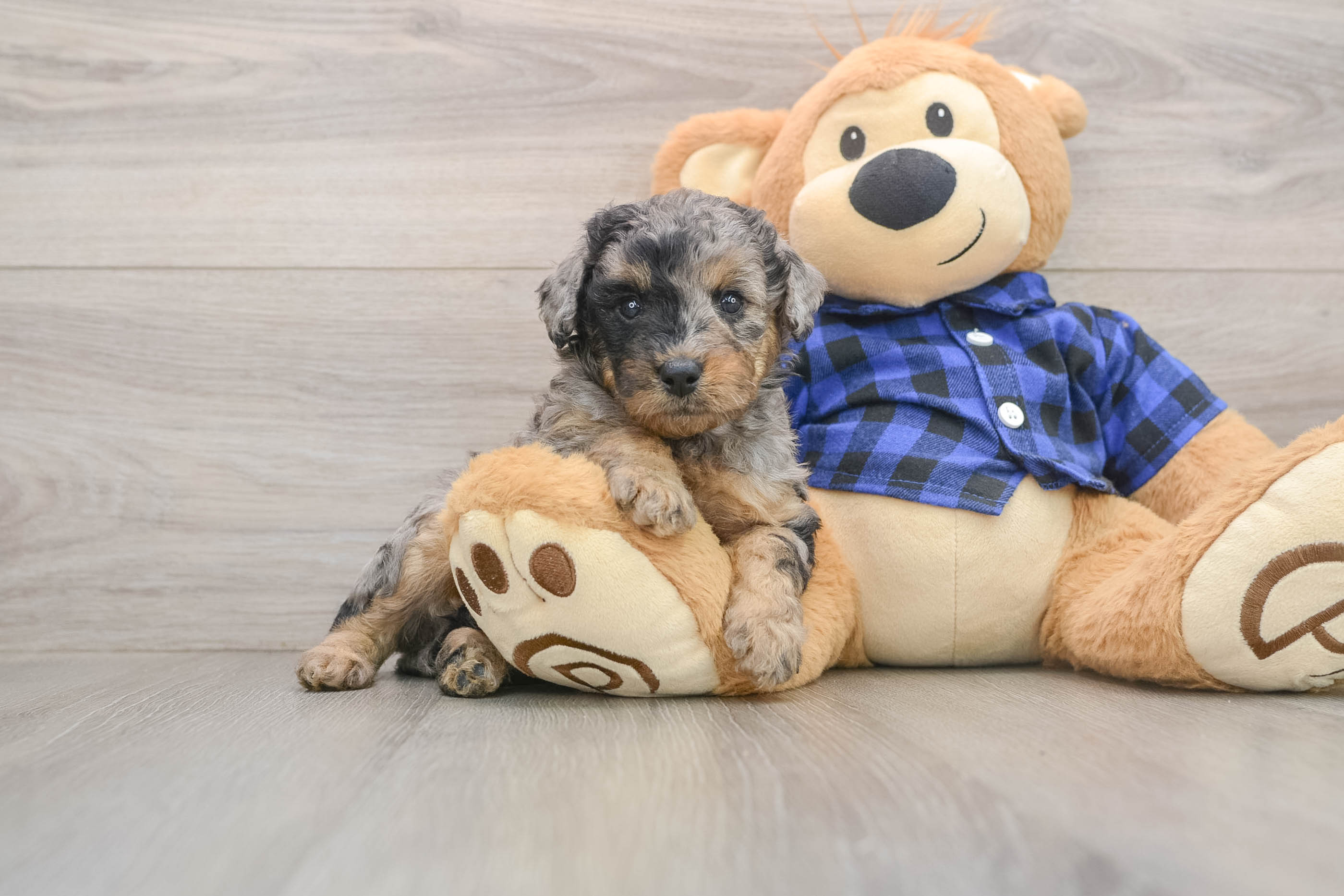 Adorable Golden Retriever Poodle Mix Poodle Mix Puppy