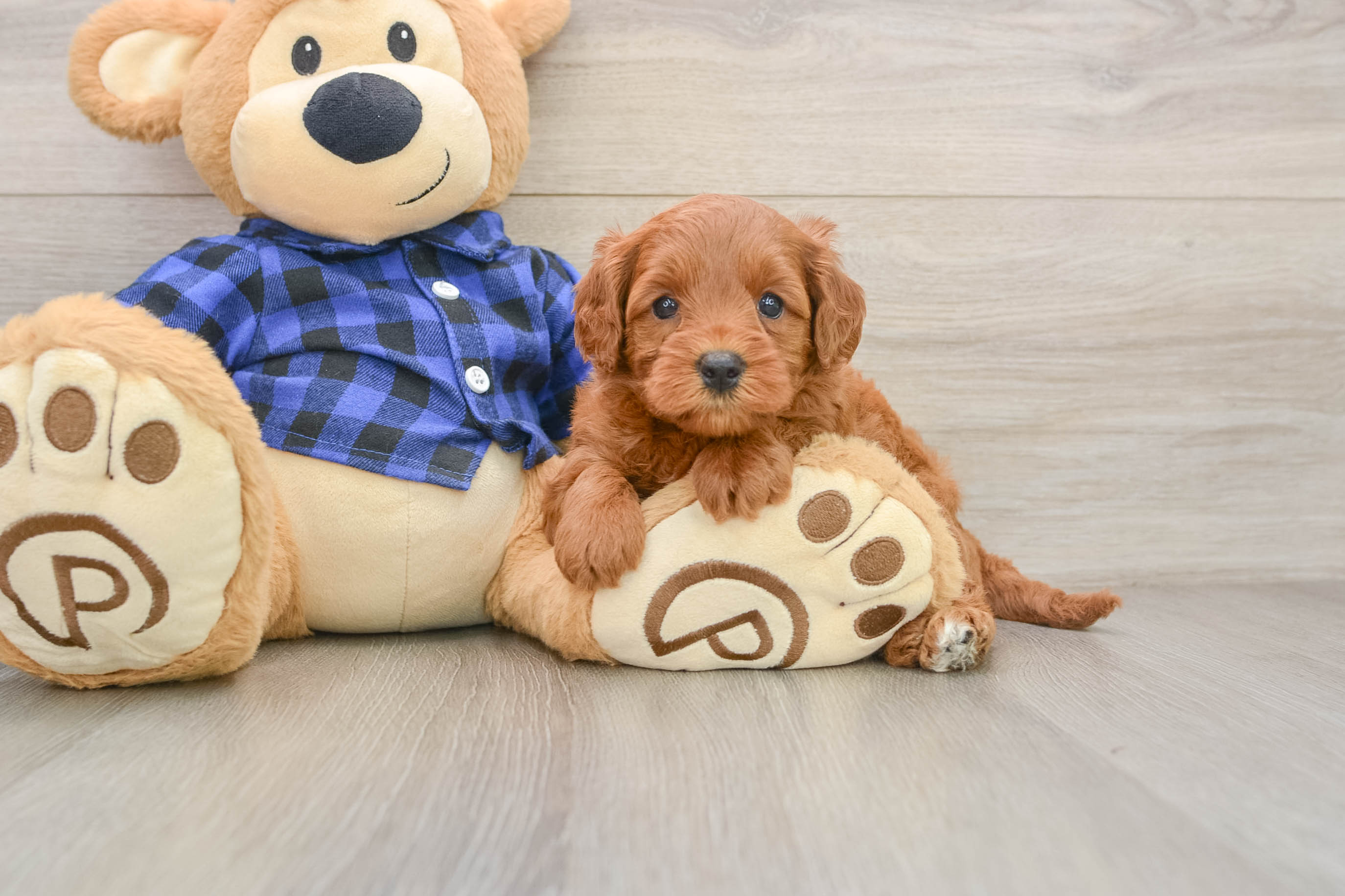 Mini Goldendoodle Puppy for Adoption