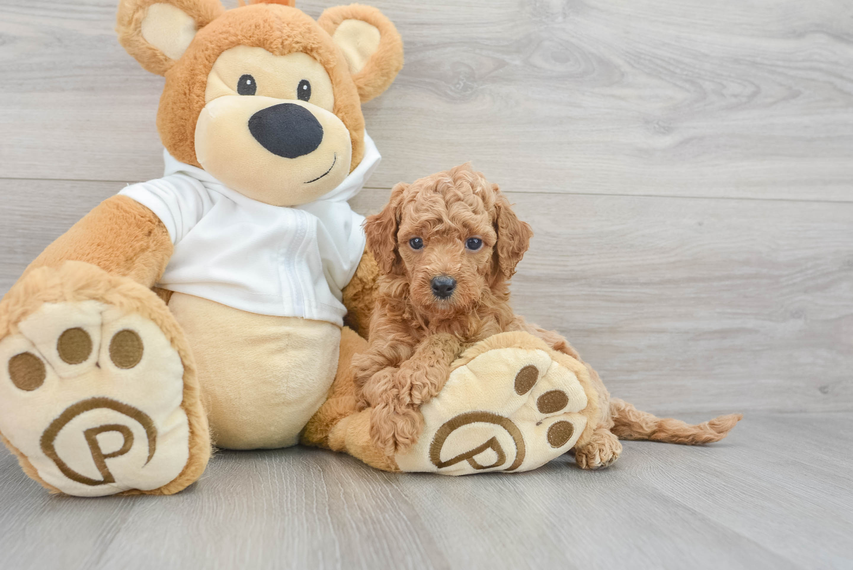 Best Mini Goldendoodle Baby