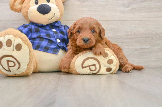 DENNY, a Mini Goldendoodle littermate