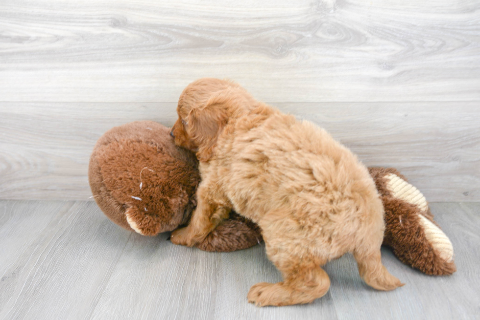 Petite Mini Goldendoodle Poodle Mix Pup