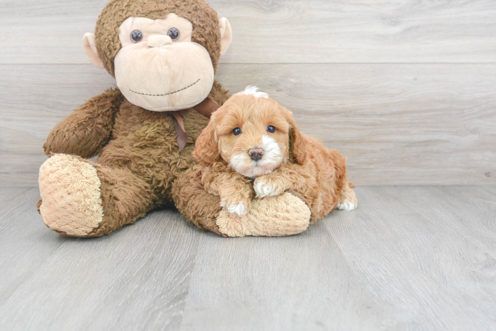 Mini Goldendoodle Puppy for Adoption