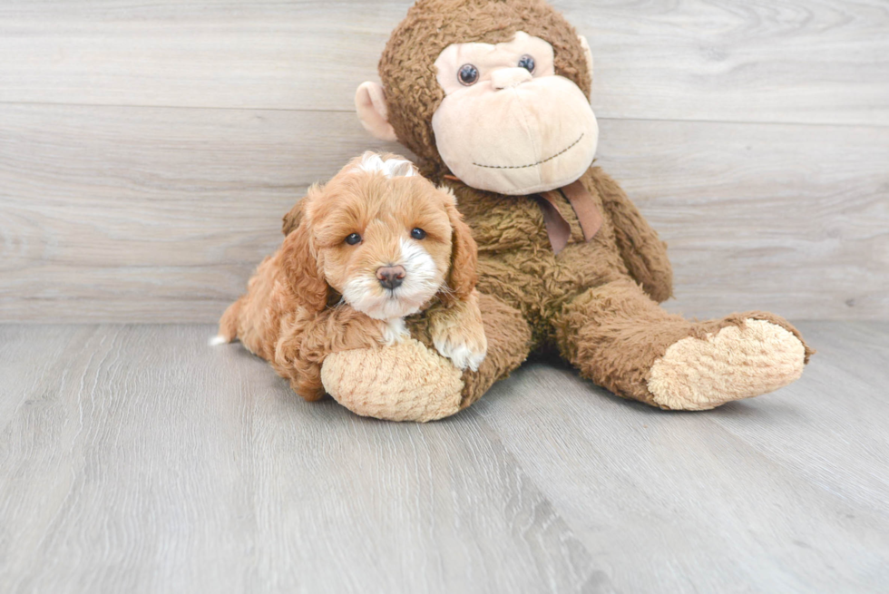 Best Mini Goldendoodle Baby