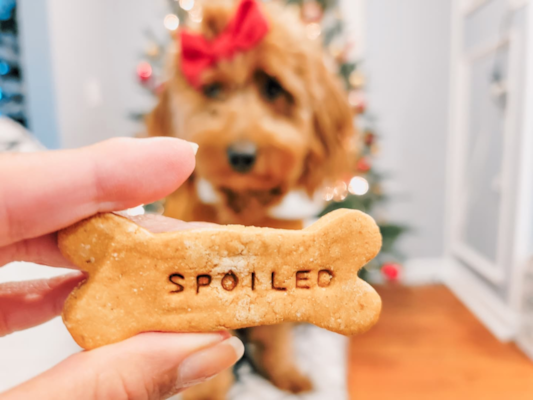 Mini Goldendoodle Diet Guide: Best Foods, Feeding Tips & Plans 