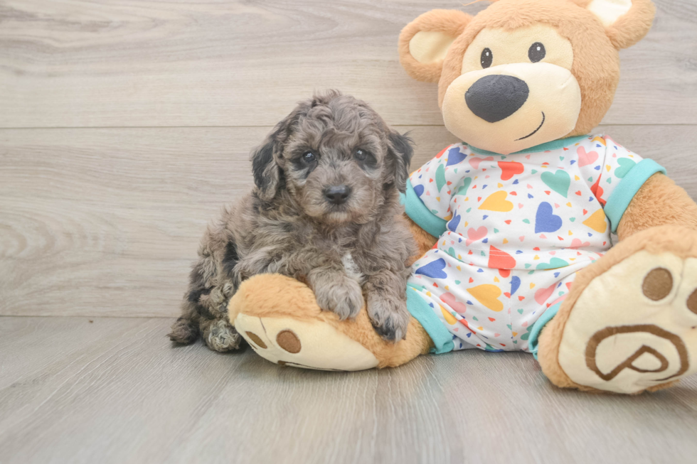Best Mini Goldendoodle Baby