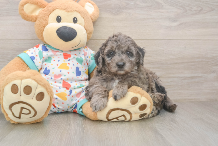 Hypoallergenic Mini Goldiepoo Poodle Mix Puppy