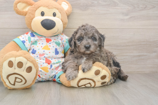 Hypoallergenic Mini Goldiepoo Poodle Mix Puppy