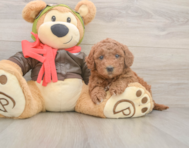 5 week old Mini Goldendoodle Puppy For Sale - Premier Pups