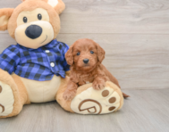 7 week old Mini Goldendoodle Puppy For Sale - Premier Pups