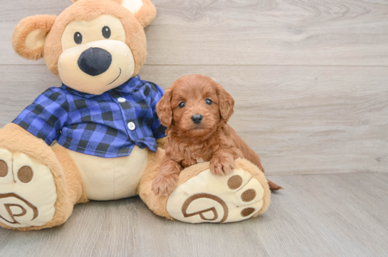 Best Mini Goldendoodle Baby