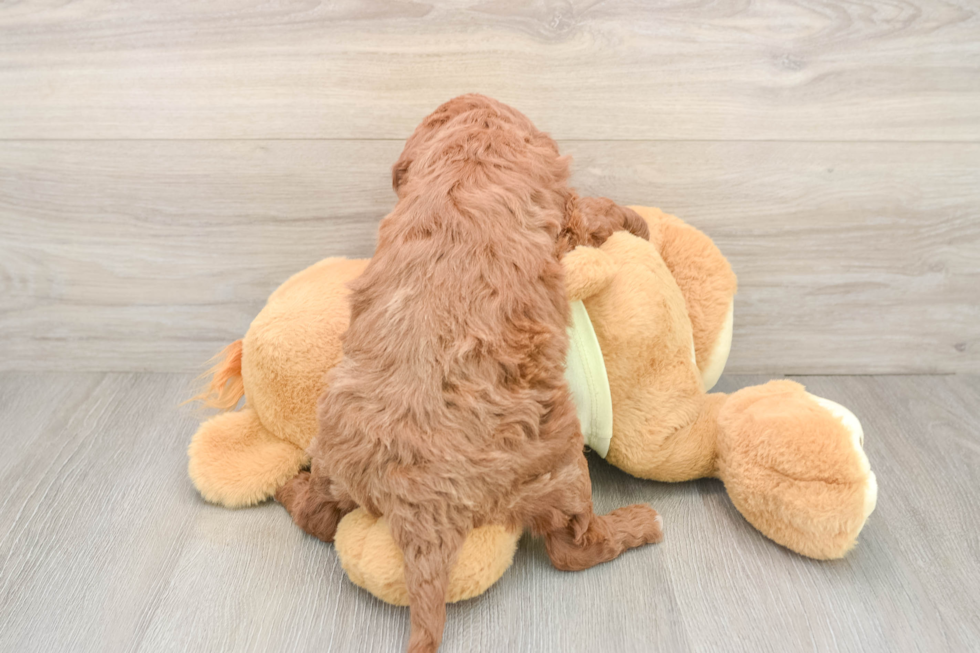 Energetic Golden Doodle Poodle Mix Puppy