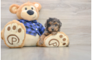 Best Mini Goldendoodle Baby