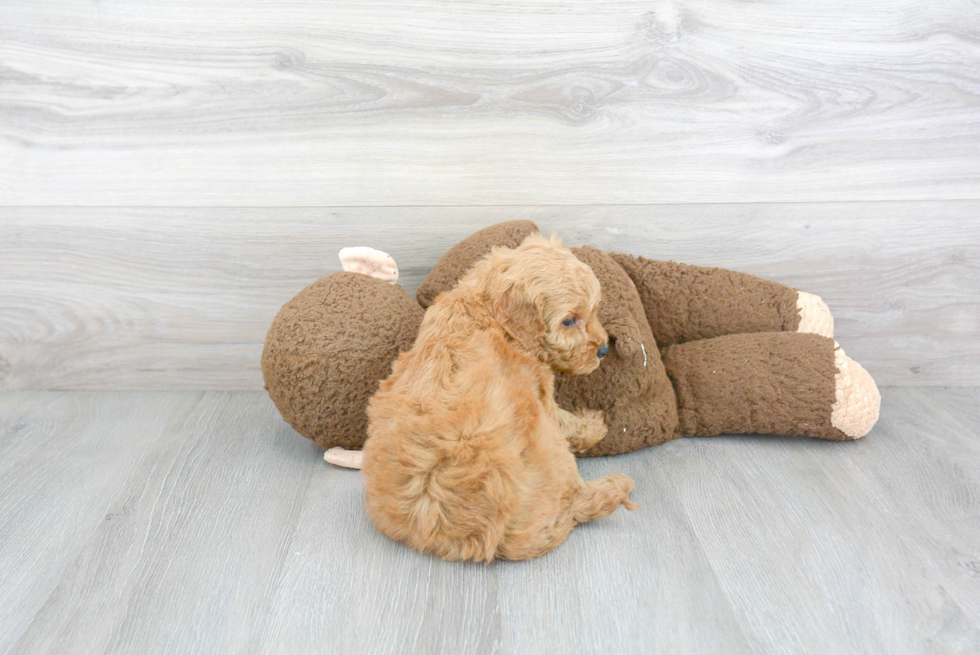 Best Mini Goldendoodle Baby