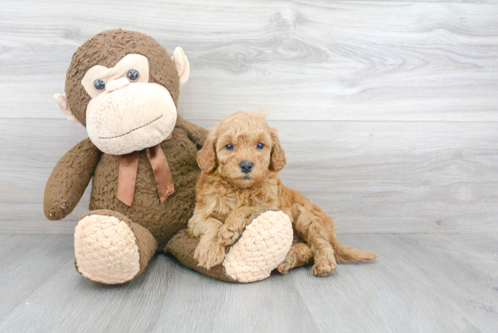 Funny Mini Goldendoodle Poodle Mix Pup