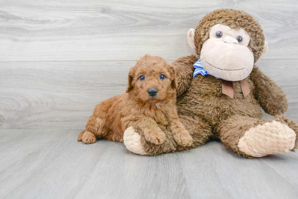 Friendly Mini Goldendoodle Baby