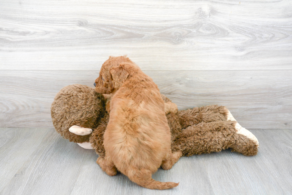 Small Mini Goldendoodle Baby