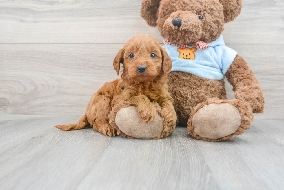 Friendly Mini Goldendoodle Baby