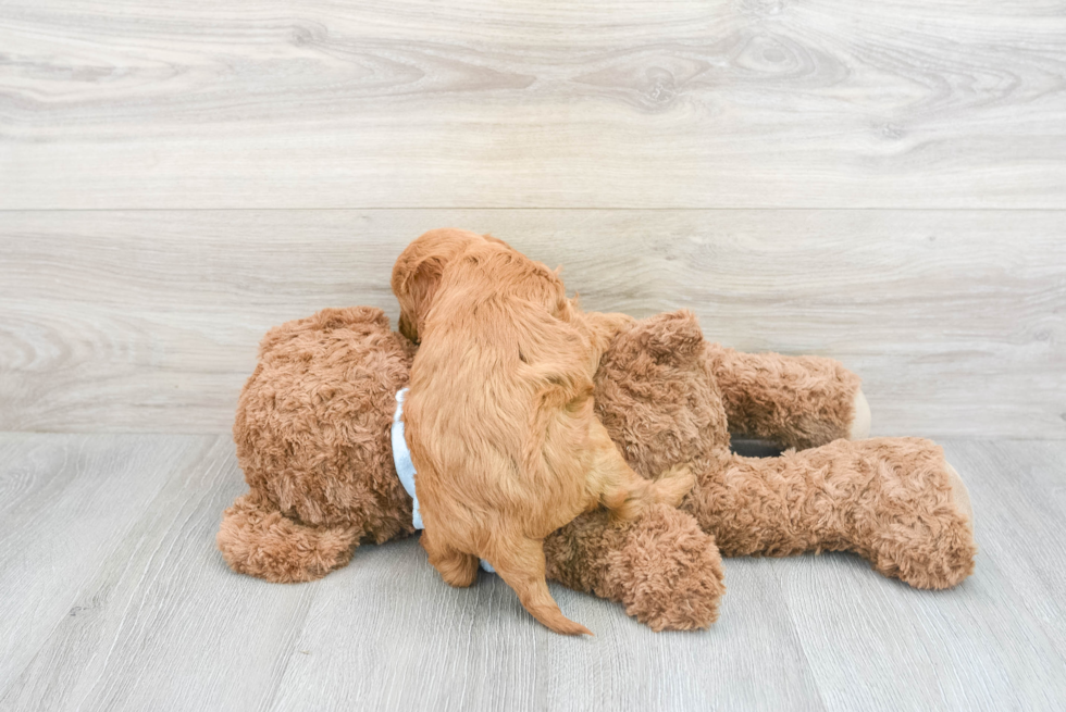 Happy Mini Goldendoodle Baby