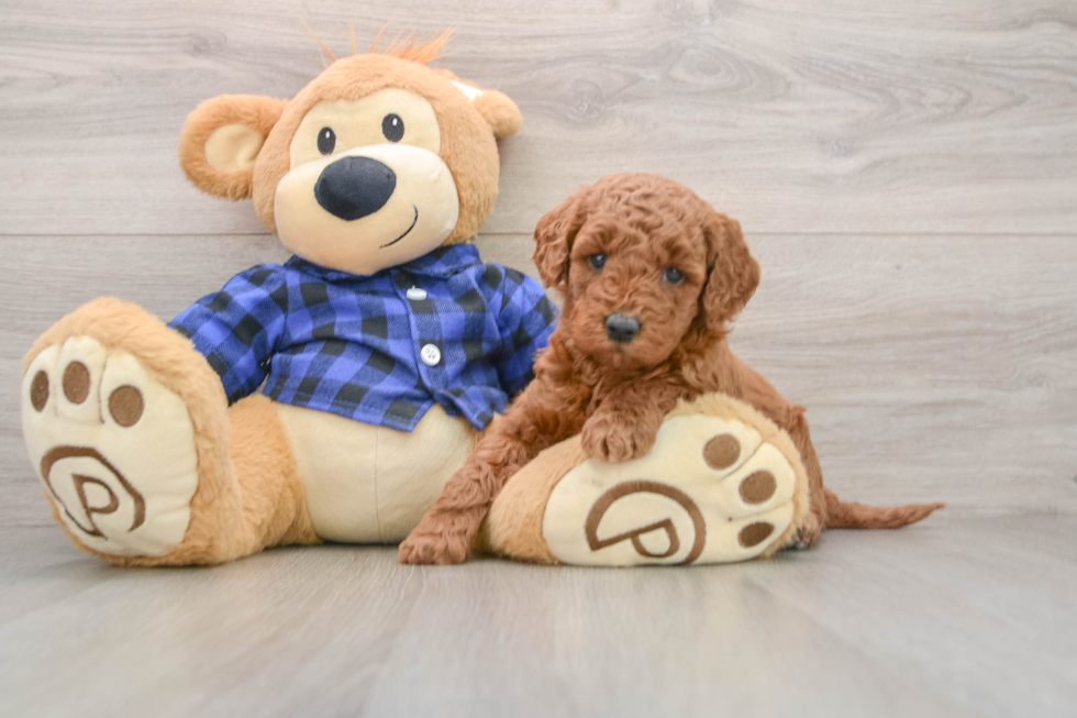Mini Goldendoodle Pup Being Cute