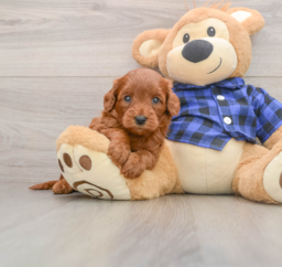 6 week old Mini Goldendoodle Puppy For Sale - Premier Pups