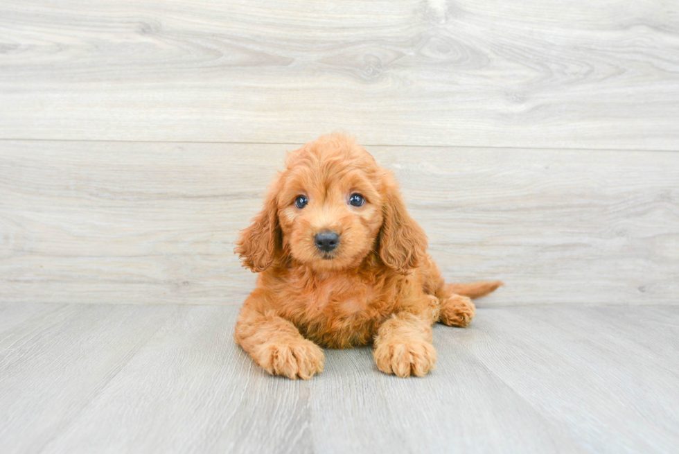 Mini Goldendoodle Puppy for Adoption