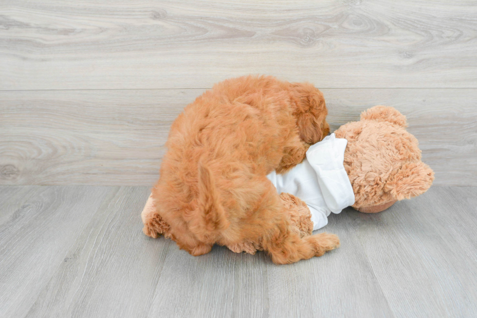 Best Mini Goldendoodle Baby