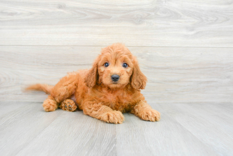 Popular Mini Goldendoodle Poodle Mix Pup