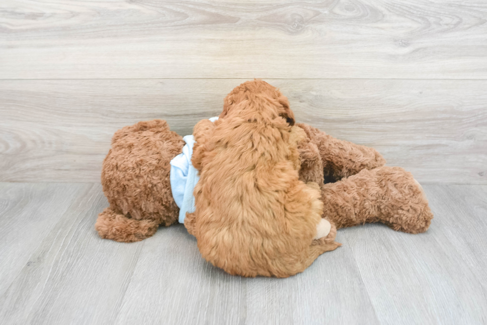 Small Mini Goldendoodle Baby