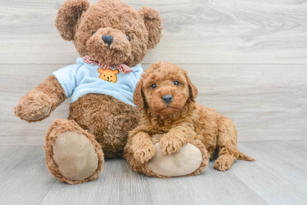 Best Mini Goldendoodle Baby