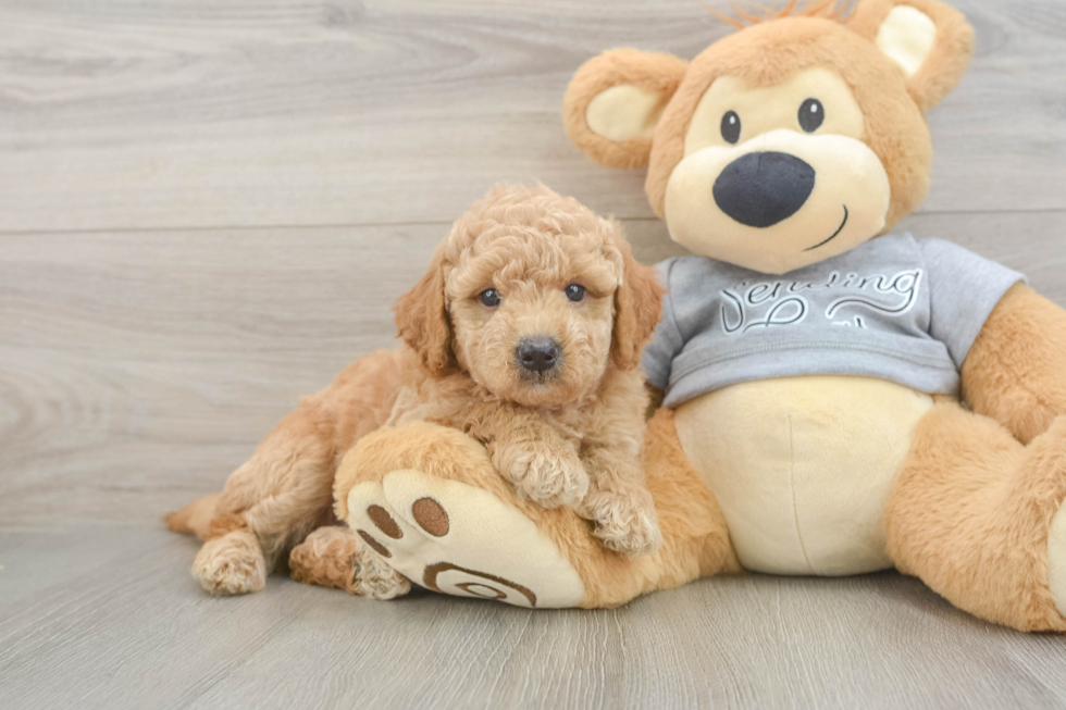 Best Mini Goldendoodle Baby