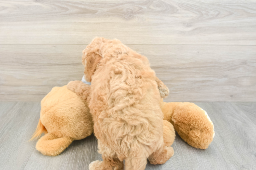 Best Mini Goldendoodle Baby