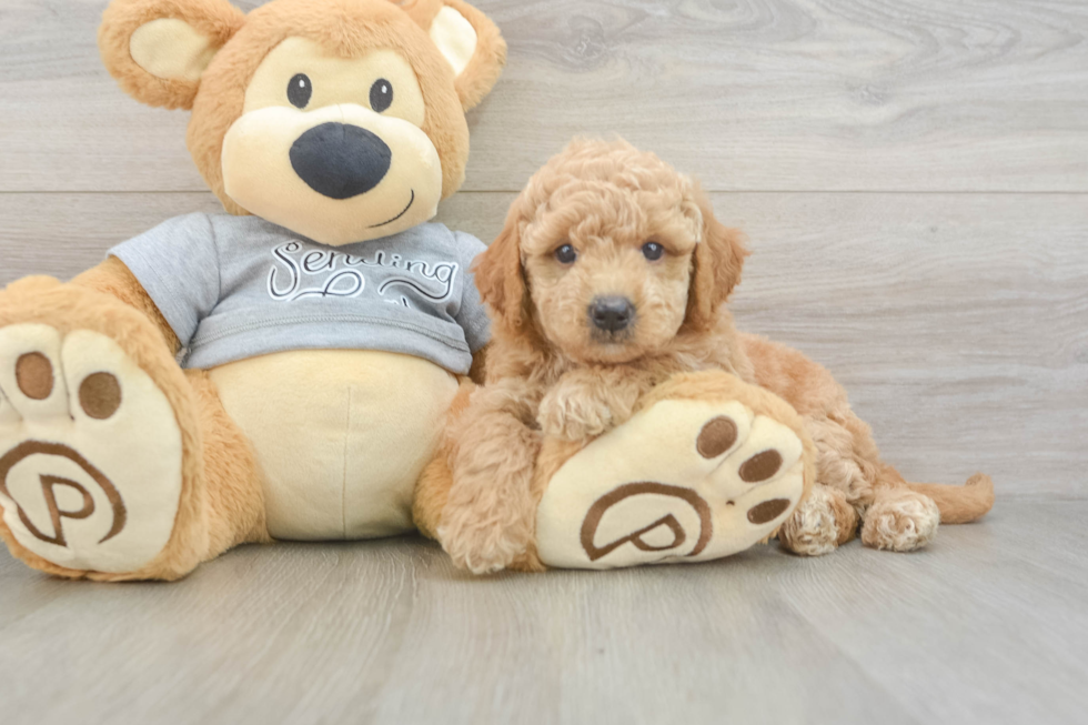 Petite Mini Goldendoodle Poodle Mix Pup