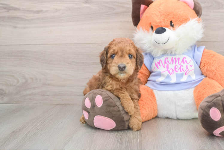 Fluffy Mini Goldendoodle Poodle Mix Pup
