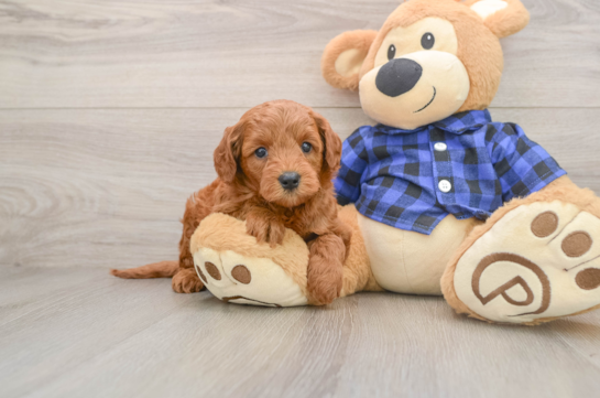 DONATO, a Mini Goldendoodle littermate