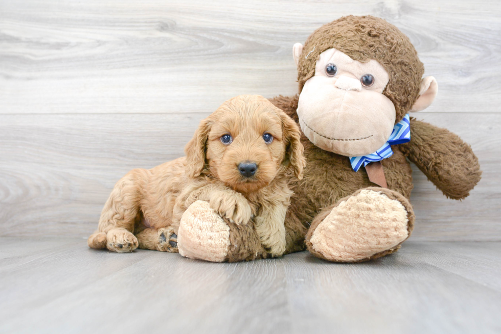Mini Goldendoodle Pup Being Cute
