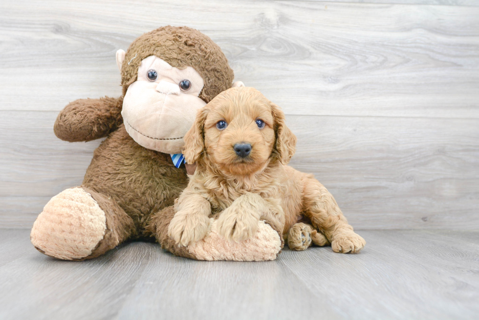 Mini Goldendoodle Puppy for Adoption