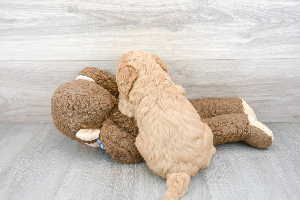 Energetic Golden Retriever Poodle Mix Puppy