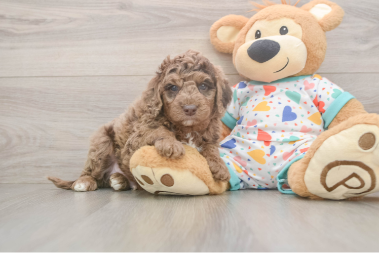 Best Mini Goldendoodle Baby