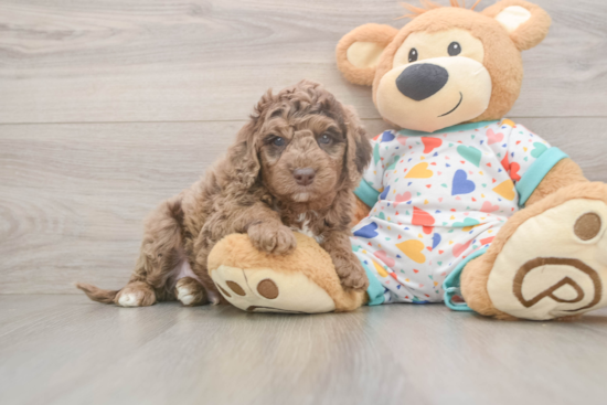 Best Mini Goldendoodle Baby