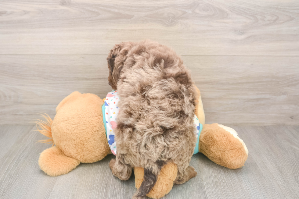 Playful Mini Groodle Poodle Mix Puppy