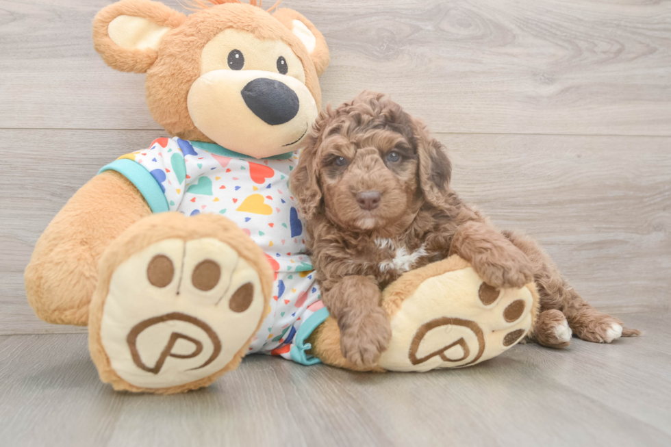 Smart Mini Goldendoodle Poodle Mix Pup