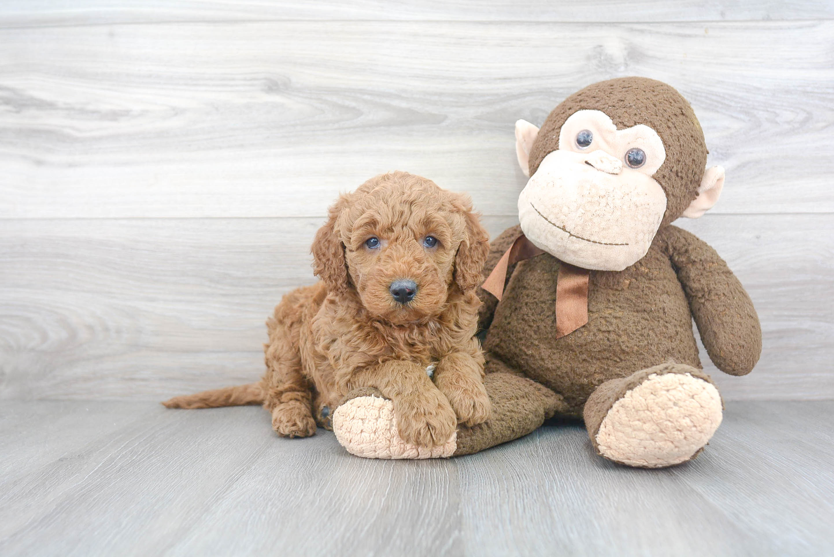 Happy Mini Goldendoodle Baby