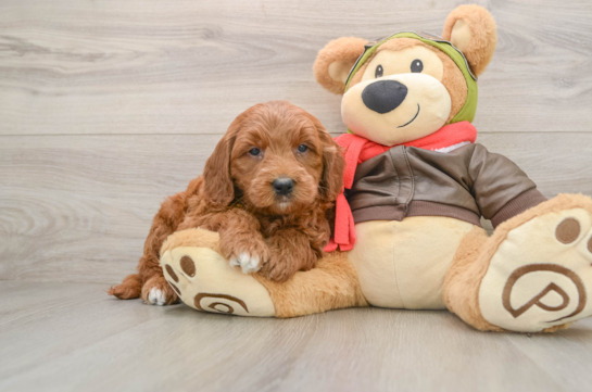 EGO, a Mini Goldendoodle littermate